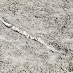 Fossil bone
