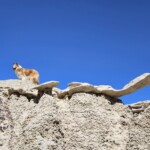 Riki in the Bisti (and Elfie)