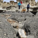 Petrified wood and the group