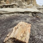 Petrified wood