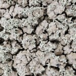 Lichens