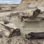 Petrified wood