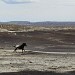 Horse in the Bisti