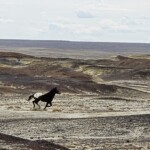 Horse in the Bisti