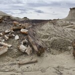 Petrified wood