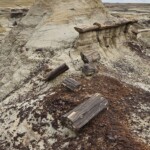 Petrified wood