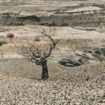 Bisti tree