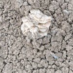 Gypsum rose