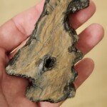 Petrified wood
