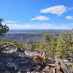 Elfie and the Distance