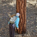 Riki smelling Ponderosa