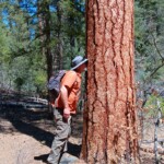 Kelly smelling Ponderosa