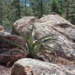Yucca and rock
