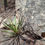 Yucca and rock