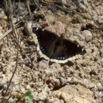 Nymphalis antiopa, mourning cloak