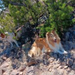 Elfie and Rango in the shade