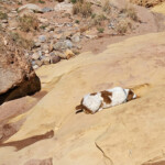 Rango found a little water hole