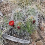 Red cactus flower
