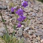 Penstemon