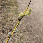 Pussy willows