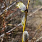 Pussy willows
