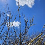 Pussy willows