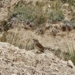 Lark sparrow