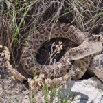 Prairie rattlesnake