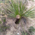 Hole and nibbled yucca