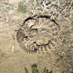 Prairie Rattlesnake