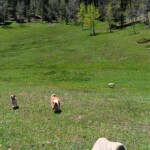 New Mexico mountain meadow