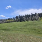 New Mexico mountain meadow
