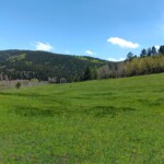 New Mexico mountain meadow