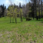 New Mexico mountain meadow