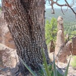 Alligator juniper