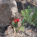 Cactus blossoms
