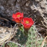 Cactus blossoms