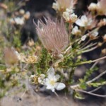White flower