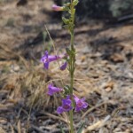 Purple flower