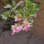 Pink flowers