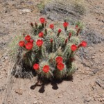 Cactus blossoms
