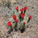 Cactus blossoms