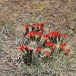 Cactus blossoms