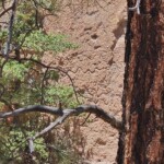 Petroglyphs