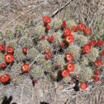 Cactus blossoms