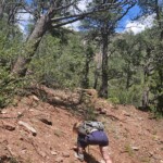 Hunting fossils