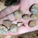 Permian fossils