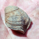 Brachiopod