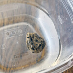Floating pumice