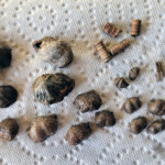 Permian fossils